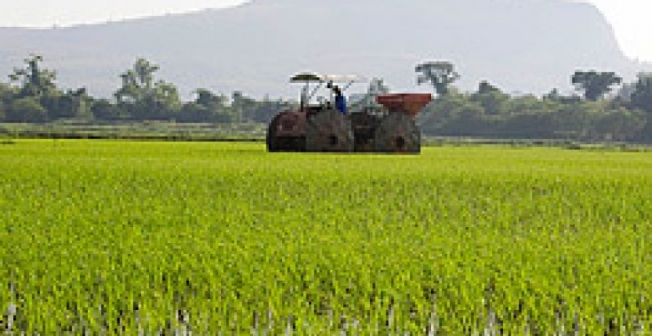 Exportação de arroz aumenta 702% em outubro