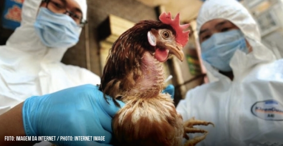  Mais de 1,8 mi de frangos podem ser abatidos na Nebrasca por surto