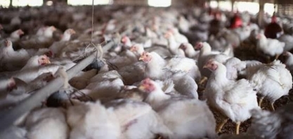 Frango: Análise Conjuntural Agromensal Novembro/22 Cepea/Esalq/USP