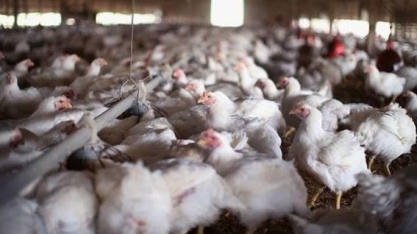 Frango: Análise Conjuntural Agromensal Novembro/22 Cepea/Esalq/USP