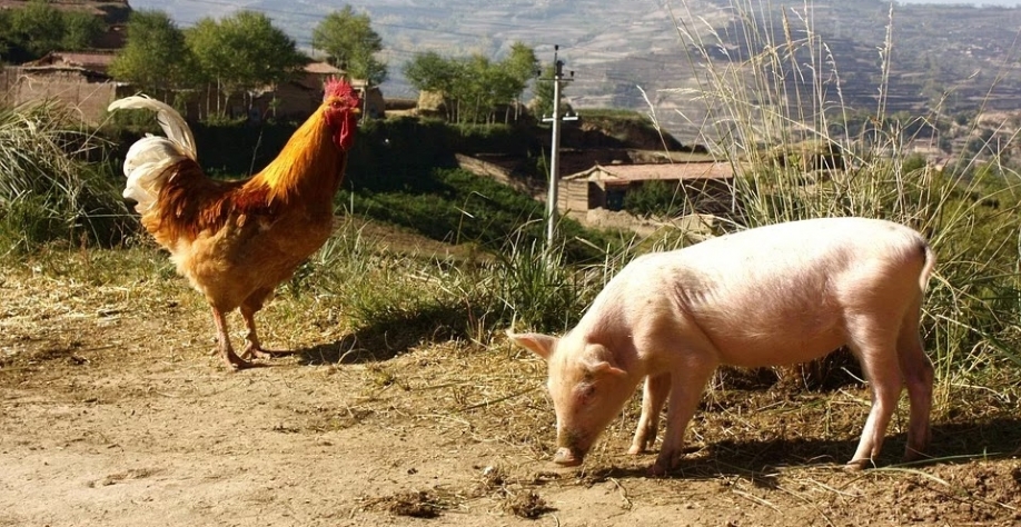 Produção de carnes de frango e suína será recorde; preço mudou de patamar