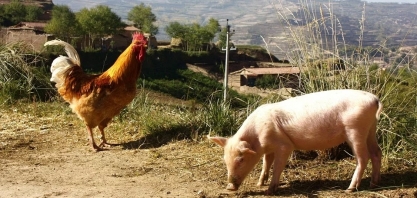 Produção de carnes de frango e suína será recorde; preço mudou de patamar
