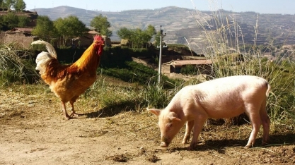 Produção de carnes de frango e suína será recorde; preço mudou de patamar