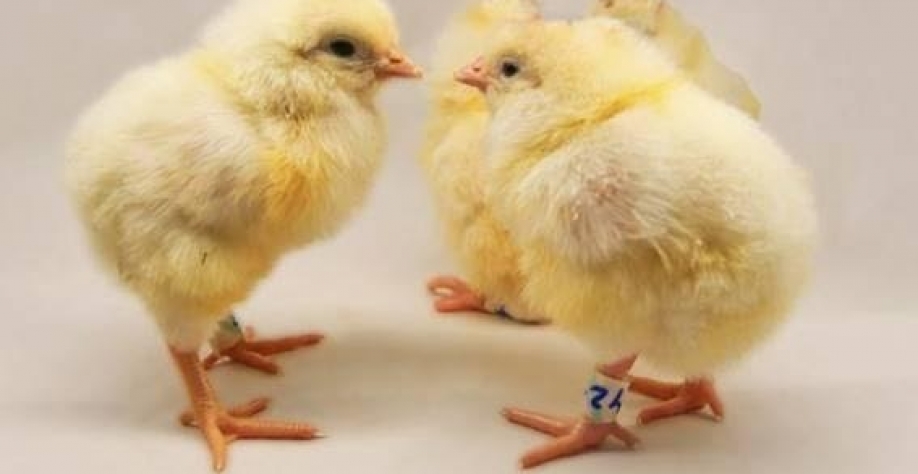 Estas fêmeas com genes editados vão produzir apenas descendentes femininos quando amadurecerem. Foto Ori Peretz/Volcani