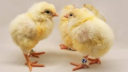 As galinhas geneticamente editadas que salvam bilhões de pintinhos