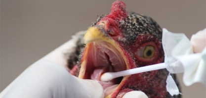 Brasil reforça medidas de prevenção da influenza aviária