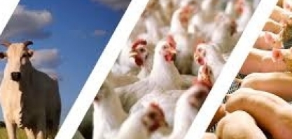 Brasil mantém crescimento na produção de proteínas em 2023