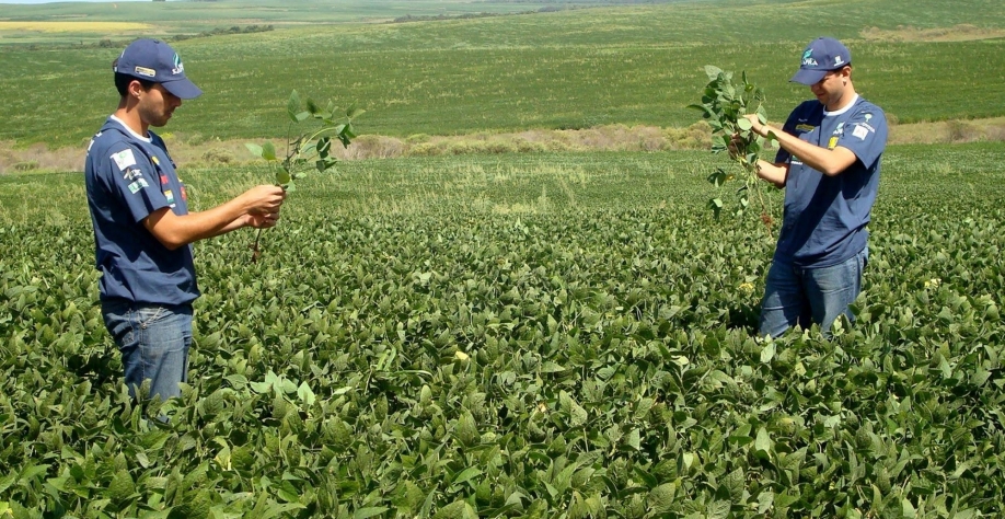 Soja: Análise Conjuntural Agromensal Novembro/22 Cepea/Esalq/USP