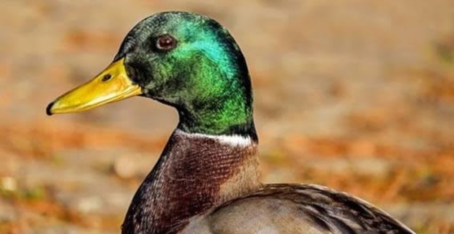 Taiwan relata primeiro surto de gripe aviária H5N1 em fazenda