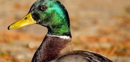 Taiwan relata primeiro surto de gripe aviária H5N1 em fazenda