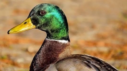 Taiwan relata primeiro surto de gripe aviária H5N1 em fazenda