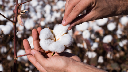 Produção global de algodão deve somar 25,09 milhões de t em 2022/23