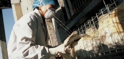 Gripe aviária: Santa Catarina reforça medidas de prevenção