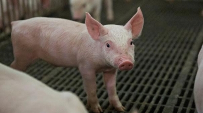 Carne suína: Exportação em novembro sobe 35,1% ante ano anterior