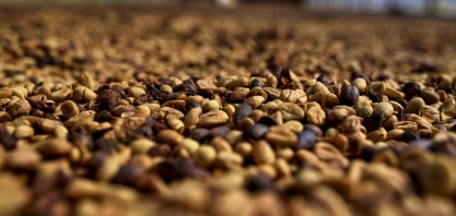 Próxima safra de café deve ter superávit global de 3,74 milhões de sacas