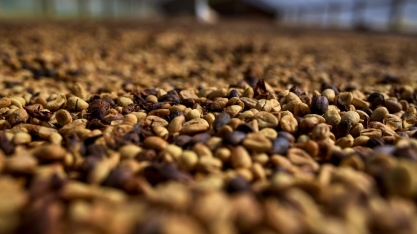 Próxima safra de café deve ter superávit global de 3,74 milhões de sacas
