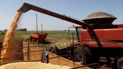 Milho: Análise Conjuntural Agromensal Novembro/22 Cepea/Esalq/USP