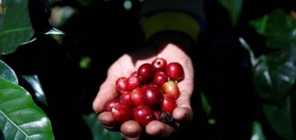 Exportação de café verde sobe 19% em novembro