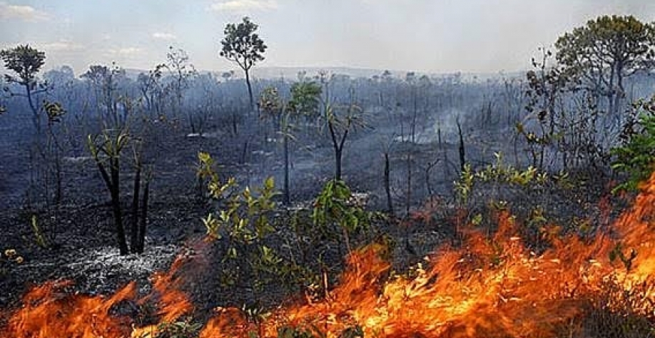 Desmate no cerrado cresce 25% e ultrapassa 10 mil km2
