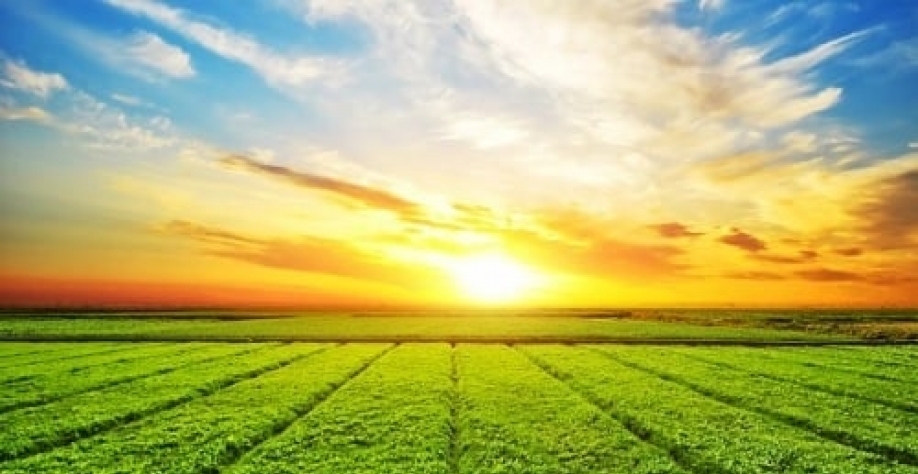 Valor Bruto da Produção Agropecuária deve fechar ano em R$ 1,185 tri