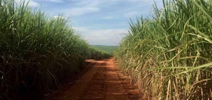 Etanol: Entressafra rouba expectativa de desvantagem que a gasolina terá