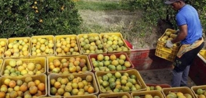 Laranja: Previsão para 2022/23 mostram volume inalterado, a 314 mi/caixas