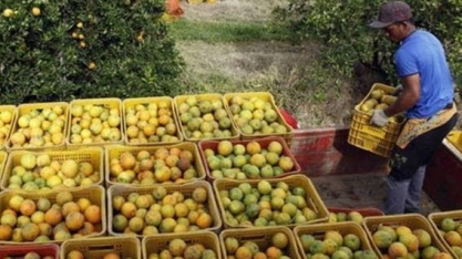 Laranja: Previsão para 2022/23 mostram volume inalterado, a 314 mi/caixas