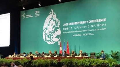 Brasil puxa debandada de países na COP15 em briga por financiamento