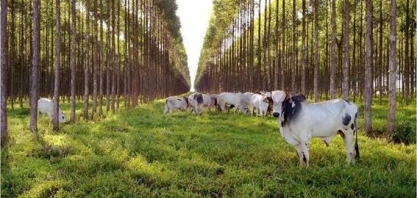 Sustentabilidade: Marfrig e Minerva melhoram, JPS piora e BRG fica estável