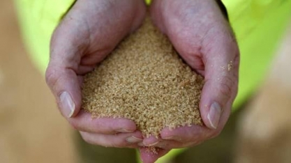 Produção de açúcar da Índia deve cair 7% e exportações podem ser reduzidas