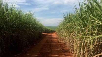 São Martinho processa 20,024 mi t de cana em 2022/23