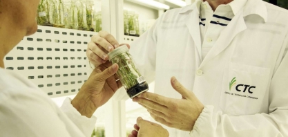 Cana: CTC tem duas variedades transgênicas aprovadas pela China