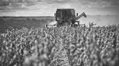 Safra recorde: Soja terá 32% das receitas totais da agropecuária em 2023