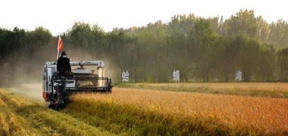 Safra mundial de arroz tem primeira queda em sete anos