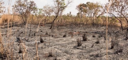 Desmatamento no cerrado cresceu 20% em 2022, aponta Ipam