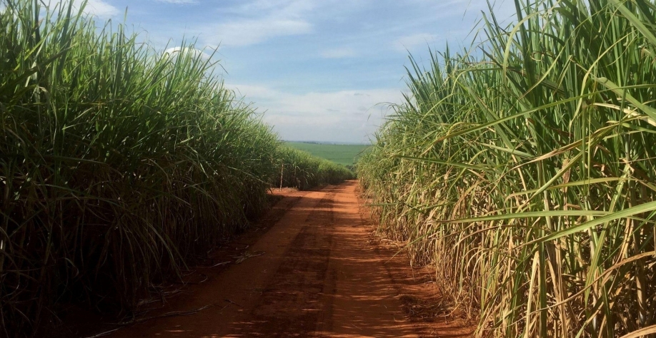 Açúcar/Etanol: Perspectiva é neutra para setor na América Latina em 2023 