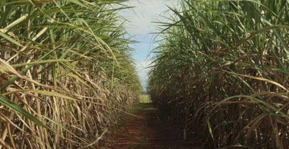 Cana sobrando em ponto de corte para safra 23/24 mais adiantada (Imagem: Agência Brasil/Elsa Fiuza)