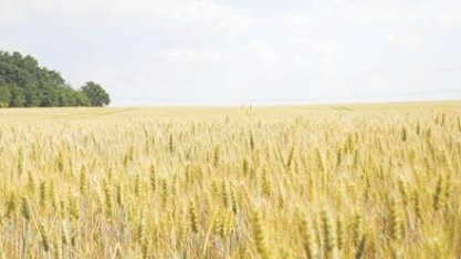 Trigo: Em 2023, Brasil seguirá exportando mas importação tende a crescer