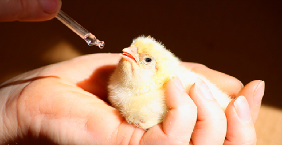 Genética avícola: Exportações somaram US$ 178,8 mi em 2022, + 21% ante 2021