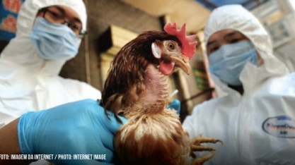 EUA: Pior gripe aviária registrada no País atinge até ursos 