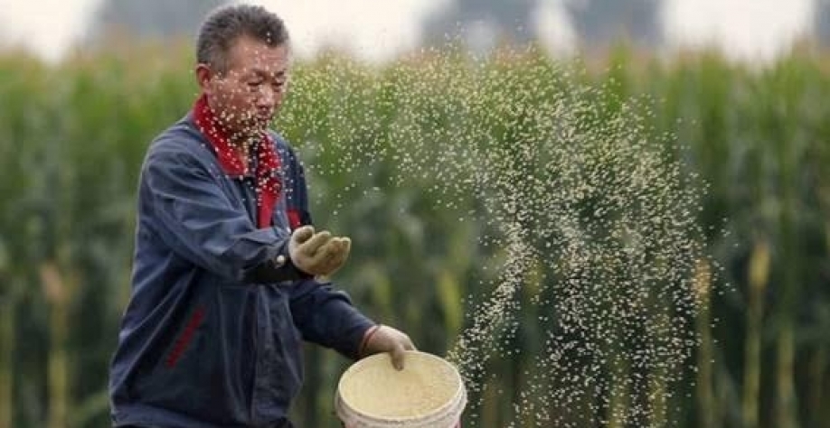 China eleva previsões de safras de soja e milho