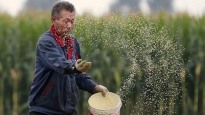 China eleva previsões de safras de soja e milho