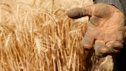 Trigo: Análise Conjuntural Agromensal Cepea/Esalq/USP Dezembro/22
