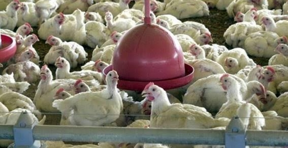 Carne de frango: USDA mantém previsão para produção global