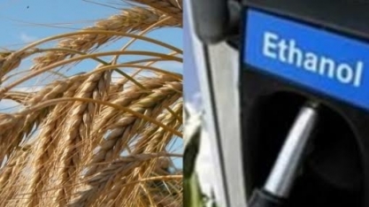 Etanol/trigo: Projetos no RS têm capacidade de atender 30% da demanda local