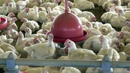 GRANJA AVES  Foto Divulgação Agência Brasil