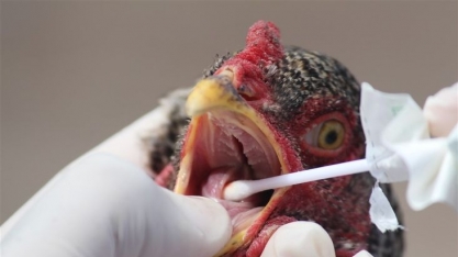 Gripe aviária/Argentina: Notificações de casos suspeitos aumentam