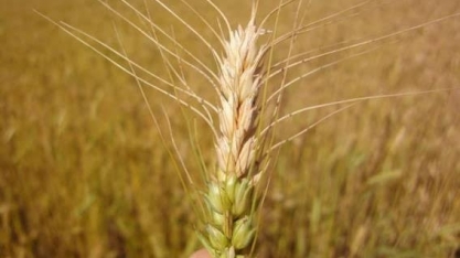 Trigo: Embrapa inclui MS em projeto de expansão do cultivo