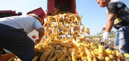 Milho: Análise Conjuntural Agromensal Cepea/Esalq/USP Dezembro/22