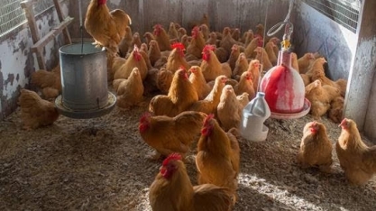 Falta de ovos transforma galinhas em pets nos EUA